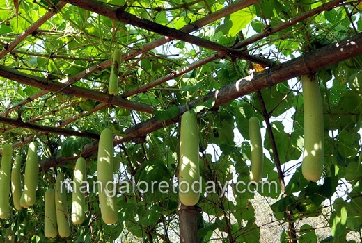 flower show at kadri park 1